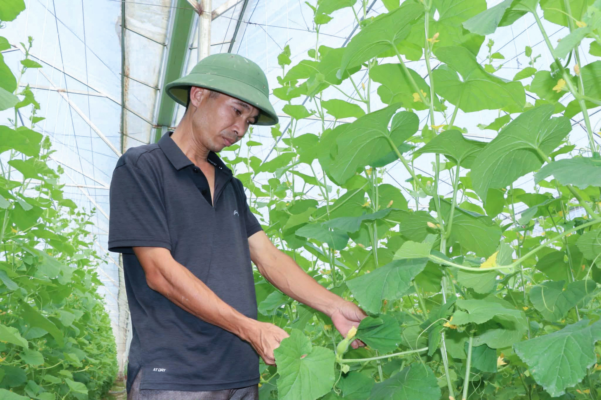 Anh Vũ tỉ mỉ kiểm tra những luống dưa trong trang trại mỗi ngày - Ảnh; Khánh Trung