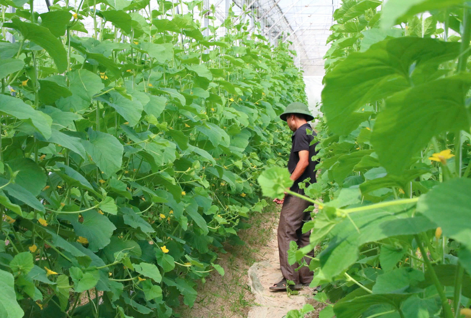 Cây dưa vốn “ưa đất lạ”, giúp anh Vũ mang về doanh thu khoảng 800 triệu đồng mỗi năm - Ảnh: Khánh Trung