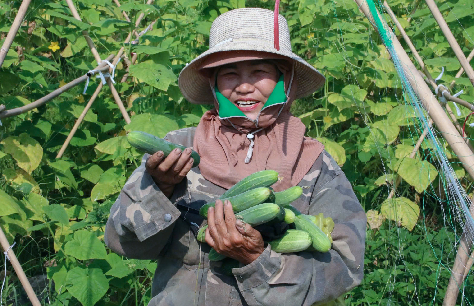 Những quả dưa không quá bóng đẹp, đồng đều nhưng được người dân ưa chuộng nhờ nguồn gốc rõ ràng và được sản xuất theo quy trình an toàn - Ảnh: Khánh Trung