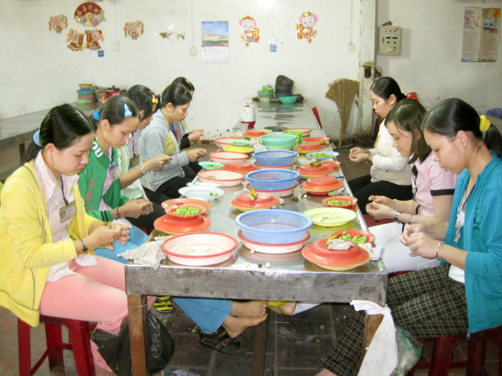 Chế biến hạt sen ở Đồng Tháp phục vụ xuất khẩu