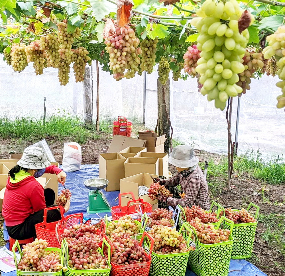 Cần sớm thực thi quyền sở hữu trí tuệ trong nông nghiệp Nông dân khu vực Ninh Thuận, tỉnh Khánh Hòa trồng giống nho NH01-152 của Viện Nha Hố. Đây là 1 trong 2 giống nho của viện đã được Văn phòng Bảo hộ giống cây trồng (Bộ Nông nghiệp và Môi trường) cấp bằng bảo hộ giống cây trồng mới, năm 2024 - ẢNH: M.T.