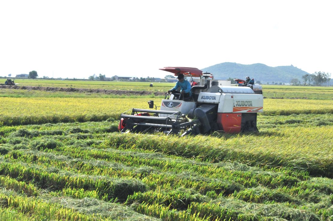 An Giang là địa phương sản xuất lúa và xuất khẩu gạo chủ lực vùng ĐBSCL... Ảnh: Huỳnh Trọng