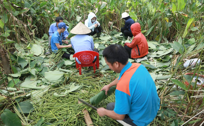 <p>Những ngày này, người dân thôn Vĩnh Phúc, xã Quang Vĩnh, huyện Đức Thọ,&nbsp;tỉnh Hà Tĩnh đang vào cao điểm thu hoạch lá dong để đáp ứng như cầu cho vụ bánh tết sắp tới.&nbsp;</p>