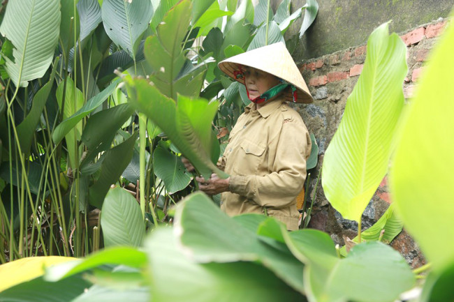 <p>Cây lá dong được thu hoạch quanh năm nhưng thời điểm&nbsp;giáp tết mới là “vụ chính”, dịp này lá dong cũng được giá hơn. Trung bình mỗi vụ lá dong người dân có thể thu nhập 10 - 20 triệu đồng.</p>