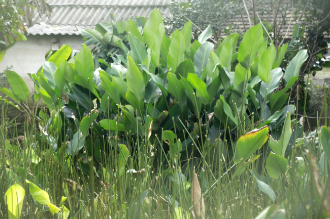 <p>Ông Lê Huy Đồng, một người gắn bó hơn 20 năm với nghề trồng cây lá dong cho hay, năm nay thời tiết thuận lợi nên cây cho nhiều lá và không bị cháy. Nhờ lá dong đẹp, phiến lá to, nên bán được giá hơn mọi năm.&nbsp;</p>