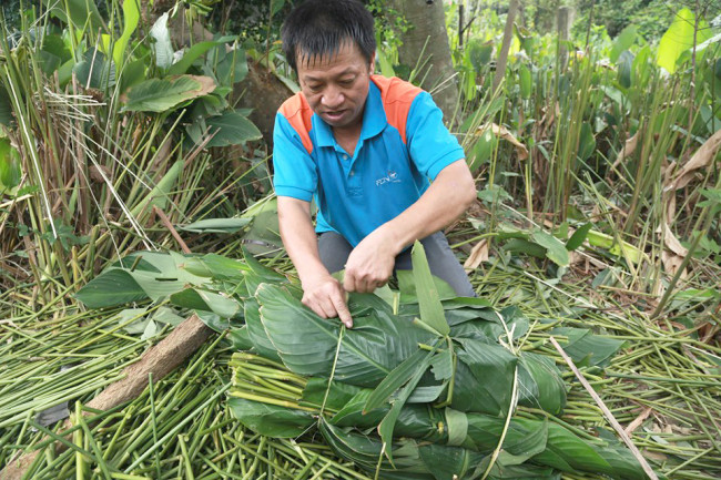 <p>Lá sau thu hoạch được phân loại theo từng bó 100 lá. Giá bán mỗi bó cũng sẽ tăng dần tùy thuộc vào từng loại to nhỏ và mức độ đẹp khác nhau.</p>
