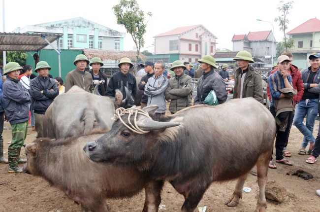 <p>Mặt hàng ở đây là trâu, bò, nghé, bê con từ các nơi trong và ngoài tỉnh cũng như từ Lào, Thái Lan, Myanmar... tập trung về.</p>
