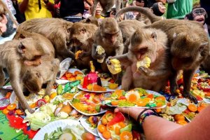 buffet khỉ Thái lan