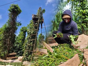 Nghề hái “vàng đen”, nhìn đơn giản nhưng lắm rủi ro