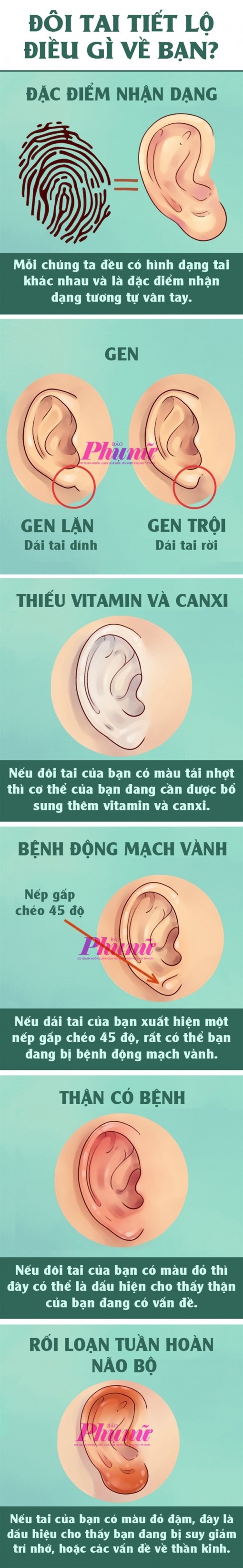 Đôi tai tiết lộ điều gì về bạn?