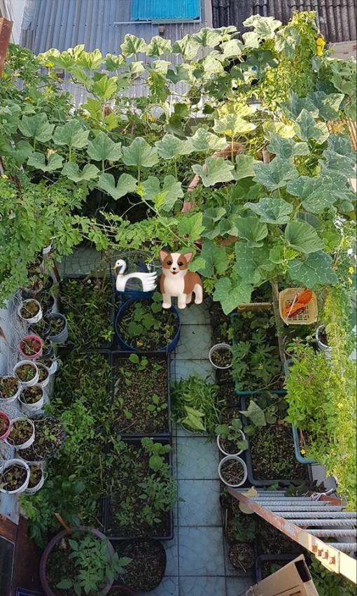 Chồng bật khóc khi nhìn vườn rau của vợ