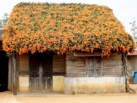 Độc đáo hoa rạng đông phủ kín mái nhà ở Lâm Đồng