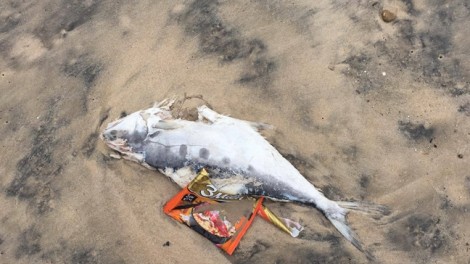 Cá chết trôi dạt ở bờ biển Hà Tĩnh