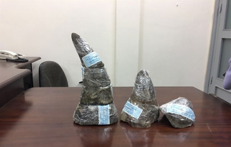 5 kg sừng tê giác tiền tỷ bị bắt ở Tân Sơn Nhất