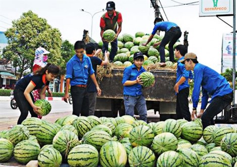 'Giải cứu' nông sản đến bao giờ?