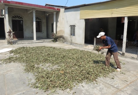 Độc đáo làng 'săn' lá thuốc, kiếm tiền triệu của người Dạ Lê