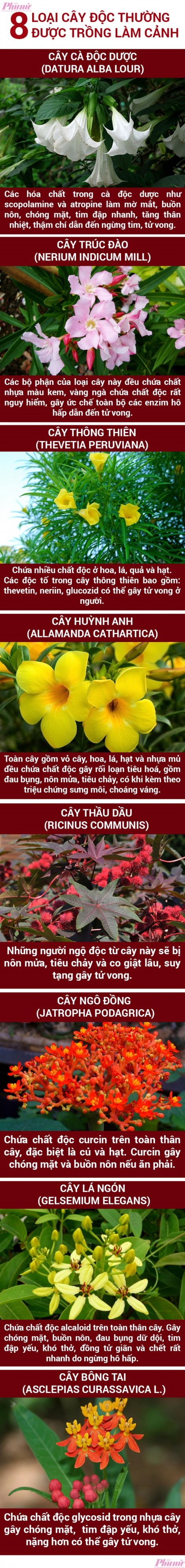 8 loại cây Bộ Y tế đề nghị chặt bỏ trong trường học