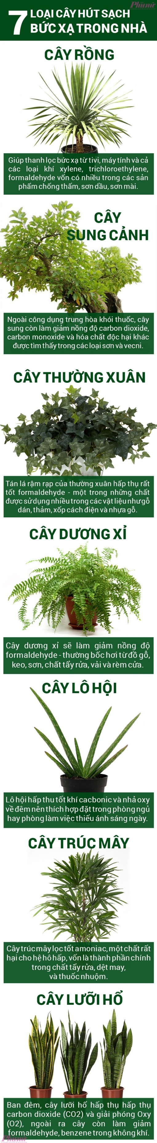 7 loại cây hút sạch bức xạ trong nhà cực tốt