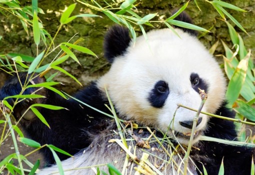 Đáp án tìm gấu trúc Panda hay gấu túi Koala
