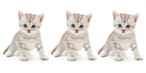 Đố vui: Tìm chú mèo khác nhất trong bầy