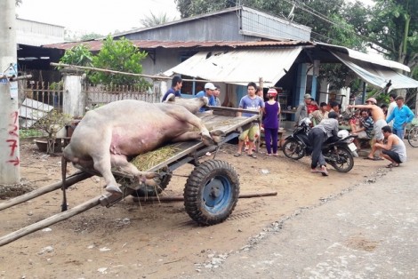 Vừa chuyển mùa mưa, nhiều người tử vong do sét đánh