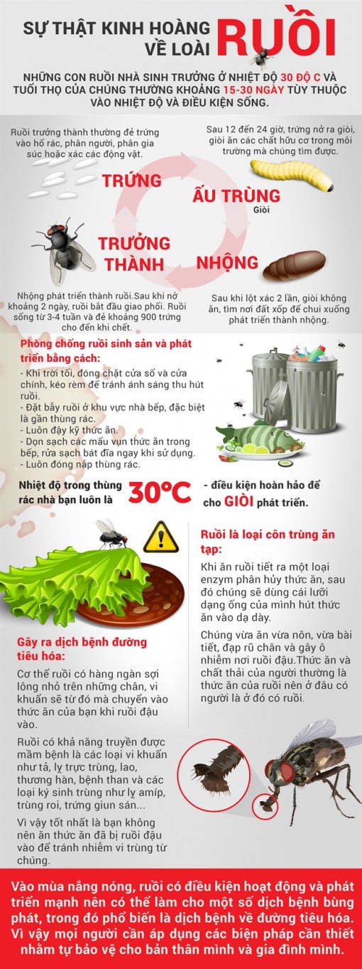 Kinh hoàng loài ruồi sinh nở trong mùa nắng