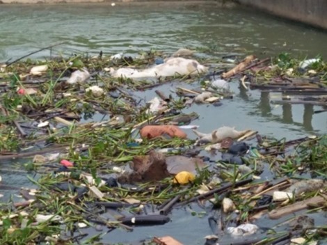 Xác lợn chết bị vứt đầy sông bên cạnh nhà máy nước sạch