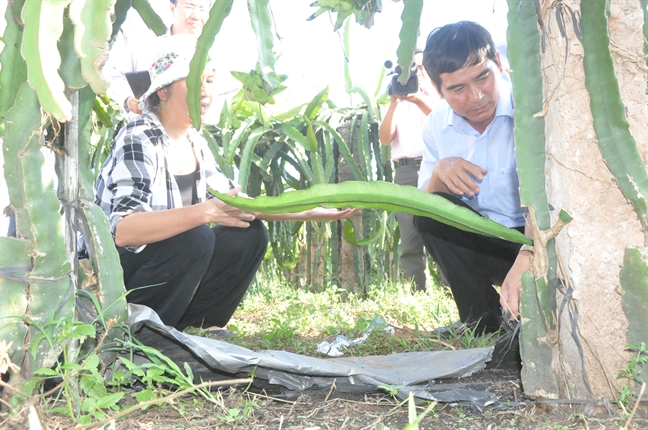 Thanh long cong nghe cao: Vua trong vua lo!