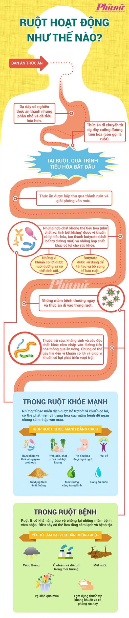 Ruột hoạt động như thế nào?