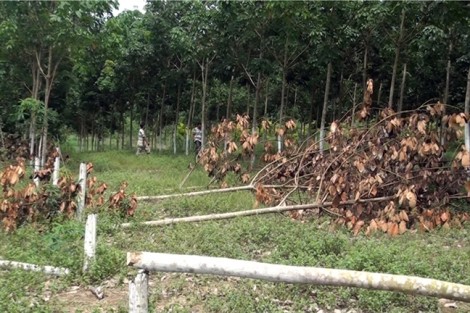 Hơn 300 cây cao su của nông dân bị kẻ xấu chặt hạ