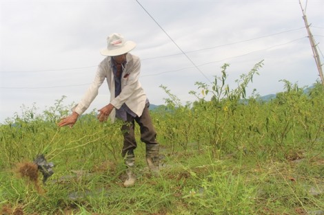 Ớt rớt giá thê thảm còn 2.000đ/kg, nông dân bỏ ruộng