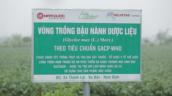 Bao Xuan xay dung vung trong dau nanh khong bien doi gen theo tieu chuan GACP-WHO dau tien tai Viet Nam