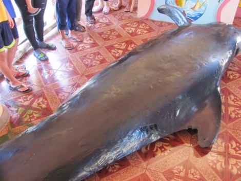 Ngư dân chôn cất cá voi nặng hơn một tấn đang mang thai