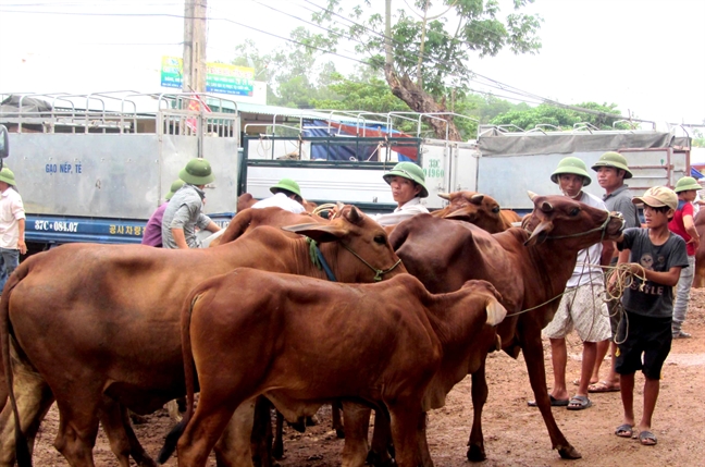 Nhung dua tre lam lui kiem tien tai cho trau bo lon nhat mien Trung