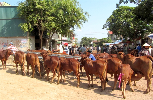 Nhung dua tre lam lui kiem tien tai cho trau bo lon nhat mien Trung