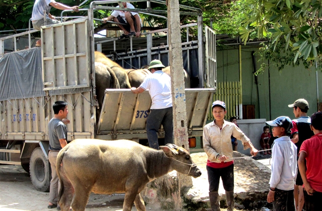 Nhung dua tre lam lui kiem tien tai cho trau bo lon nhat mien Trung