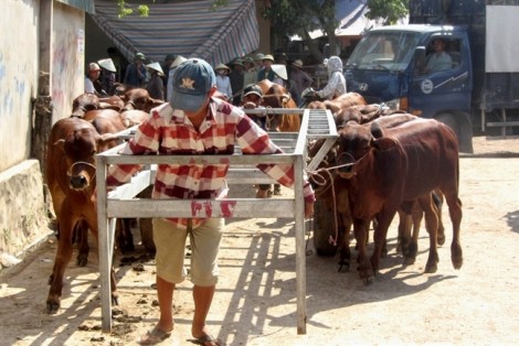 Những đứa trẻ lầm lũi kiếm tiền tại chợ trâu bò lớn nhất miền Trung