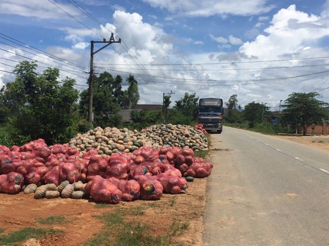 Rot gia the tham con 500 dong/kg, nong dan de bi ngo thoi rua ngoai ruong