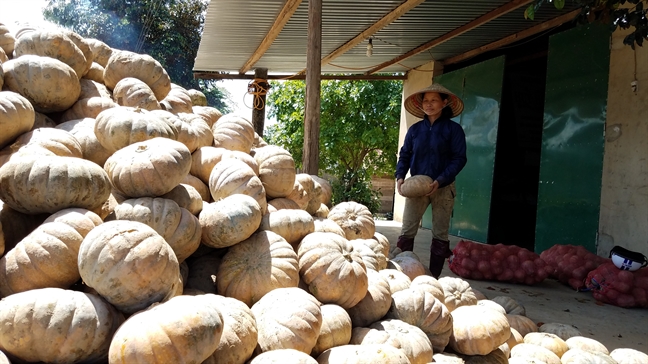 Rot gia the tham con 500 dong/kg, nong dan de bi ngo thoi rua ngoai ruong