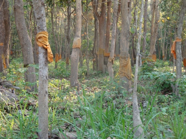 Sri Lanka: Hoi sinh niem tin co xua de bao ve cay coi