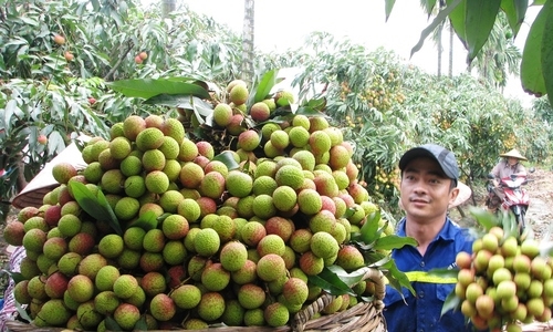 Lam sao chon duoc trai vai dung hang ngon, chuan?