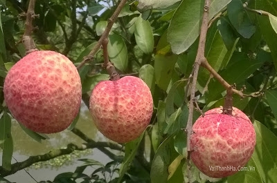 Lam sao chon duoc trai vai dung hang ngon, chuan?