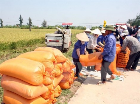 Giá lúa tăng, tiểu thương bán gạo gồng mình giữ mối