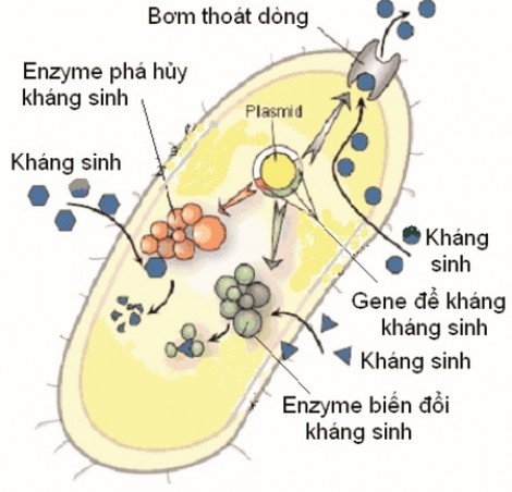 TP.HCM: Bệnh viện phải có ban quản lý kháng sinh