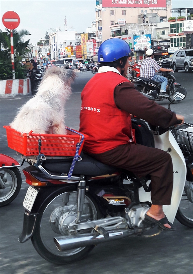 Ngo nghinh vat nuoi 'dieu' tren pho