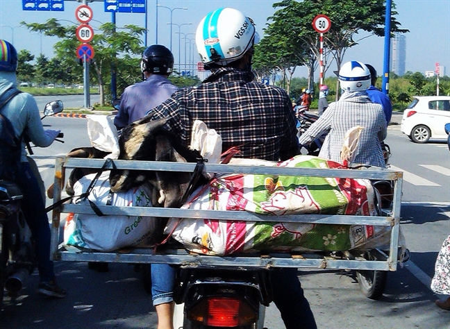 Ngo nghinh vat nuoi 'dieu' tren pho