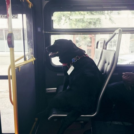 Ngạc nhiên với 'cô cún' tự bắt xe buýt đến công viên chơi hàng ngày