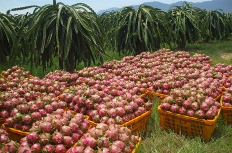 Hàng Việt xuất ngoại qua kênh siêu thị: Bánh ngon không dễ ăn