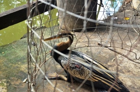Nghi chim cổ rắn quý hiếm dính lưới người dân ở Sài Gòn