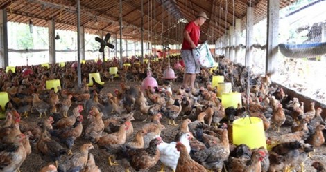 Thiết lập chuỗi thịt gà đủ tiêu chuẩn xuất khẩu đi EU